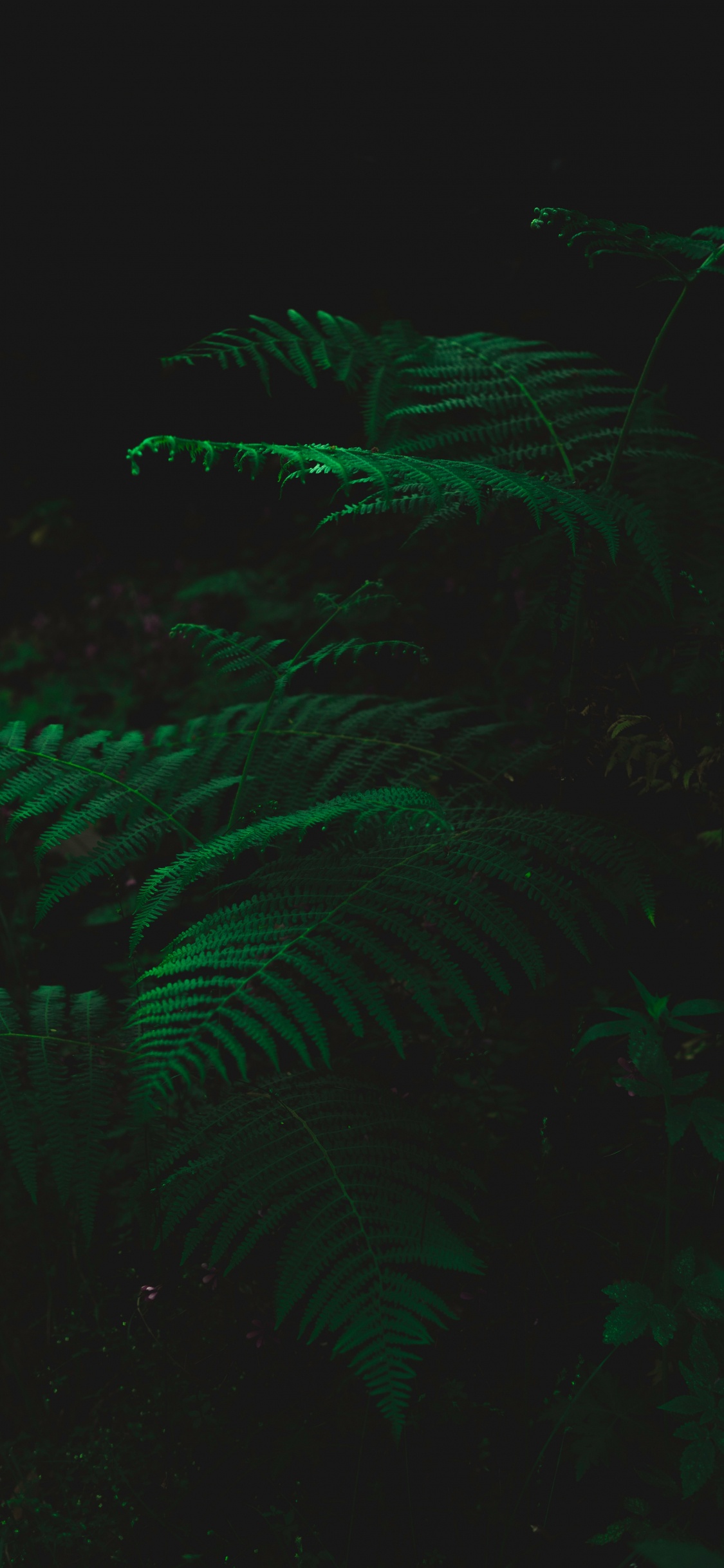 Обои лист, зеленый, черный, темнота, технологии в разрешении 1125x2436