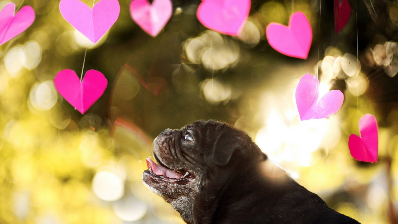Обои Бульдог, мопс, щенок, розовый, лепесток в разрешении 1366x768