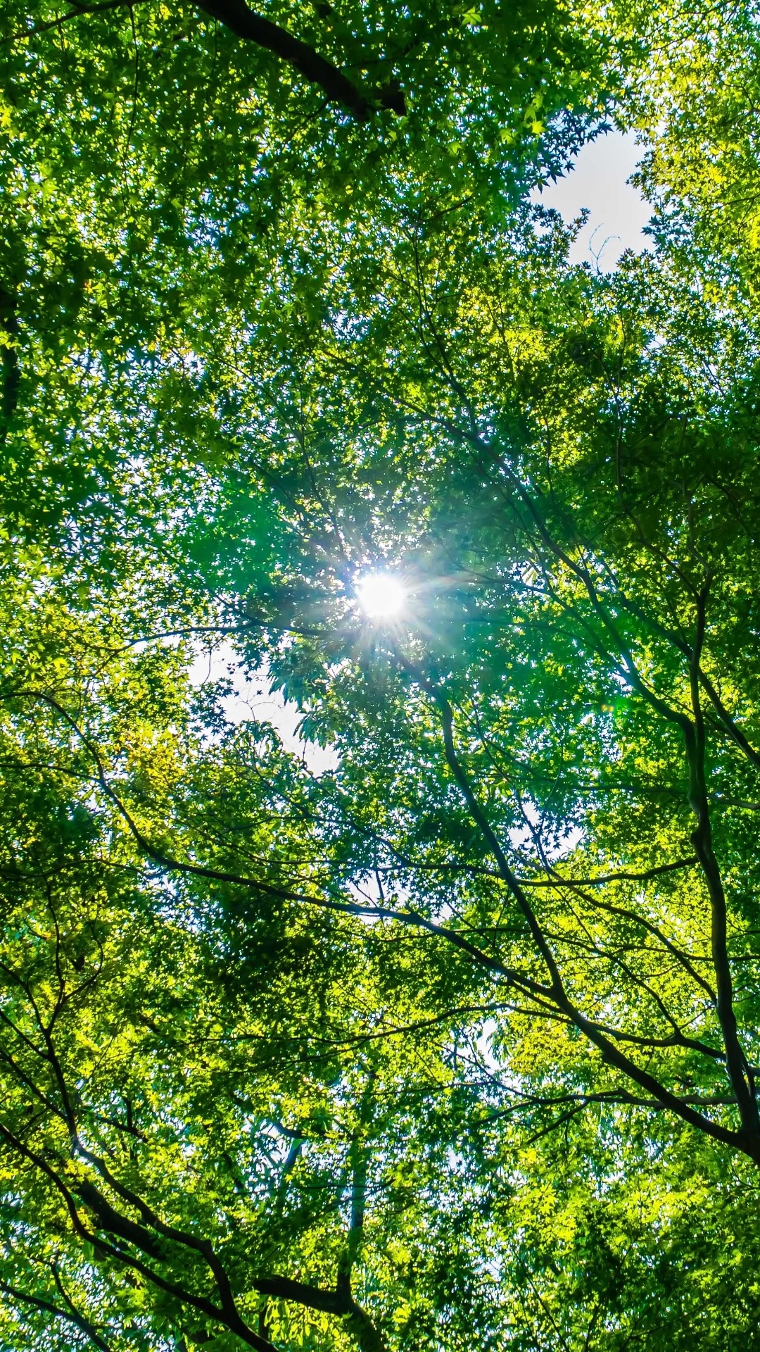 Обои дерево, окружающая среда, охрана окружающей среды, Люди в природе, природный ландшафт в разрешении 1080x1920