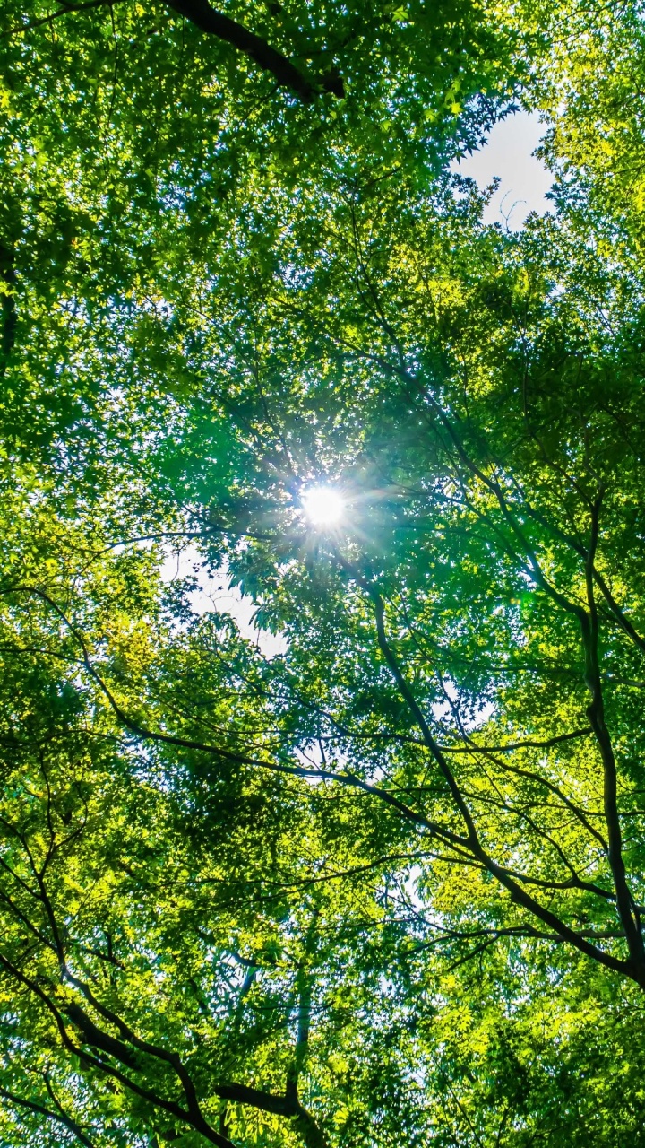 Обои дерево, окружающая среда, охрана окружающей среды, Люди в природе, природный ландшафт в разрешении 720x1280