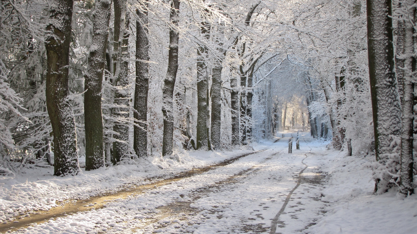 Обои снег, зима, дерево, замораживание, мороз в разрешении 1366x768