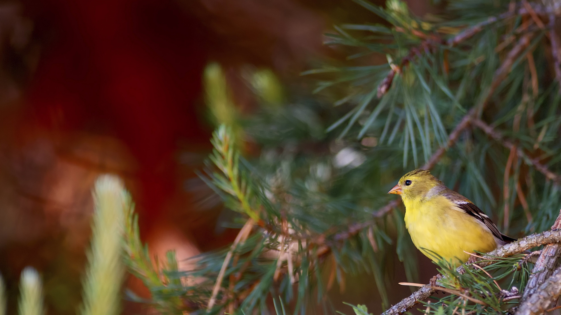 Обои птица, клюв, живая природа, окно, мухоловок в разрешении 1920x1080