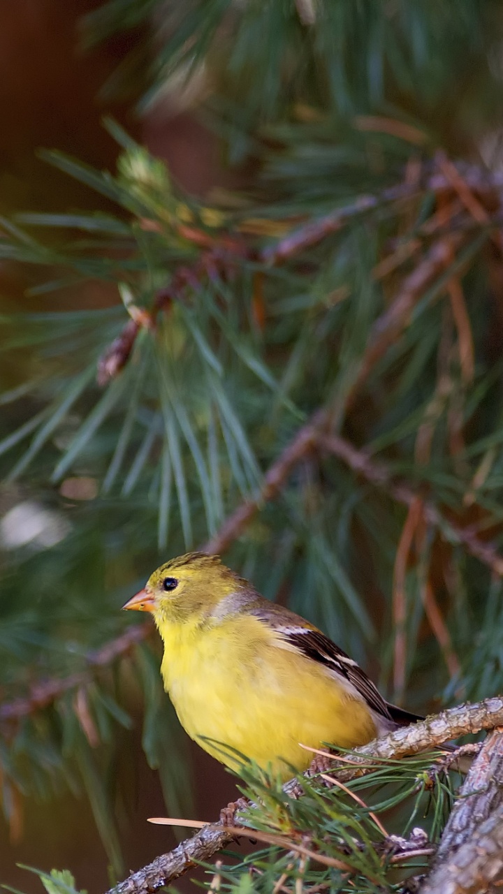 Обои птица, клюв, живая природа, окно, мухоловок в разрешении 720x1280