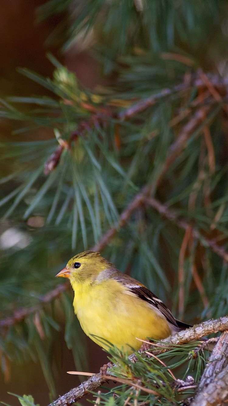 Обои птица, клюв, живая природа, окно, мухоловок в разрешении 750x1334