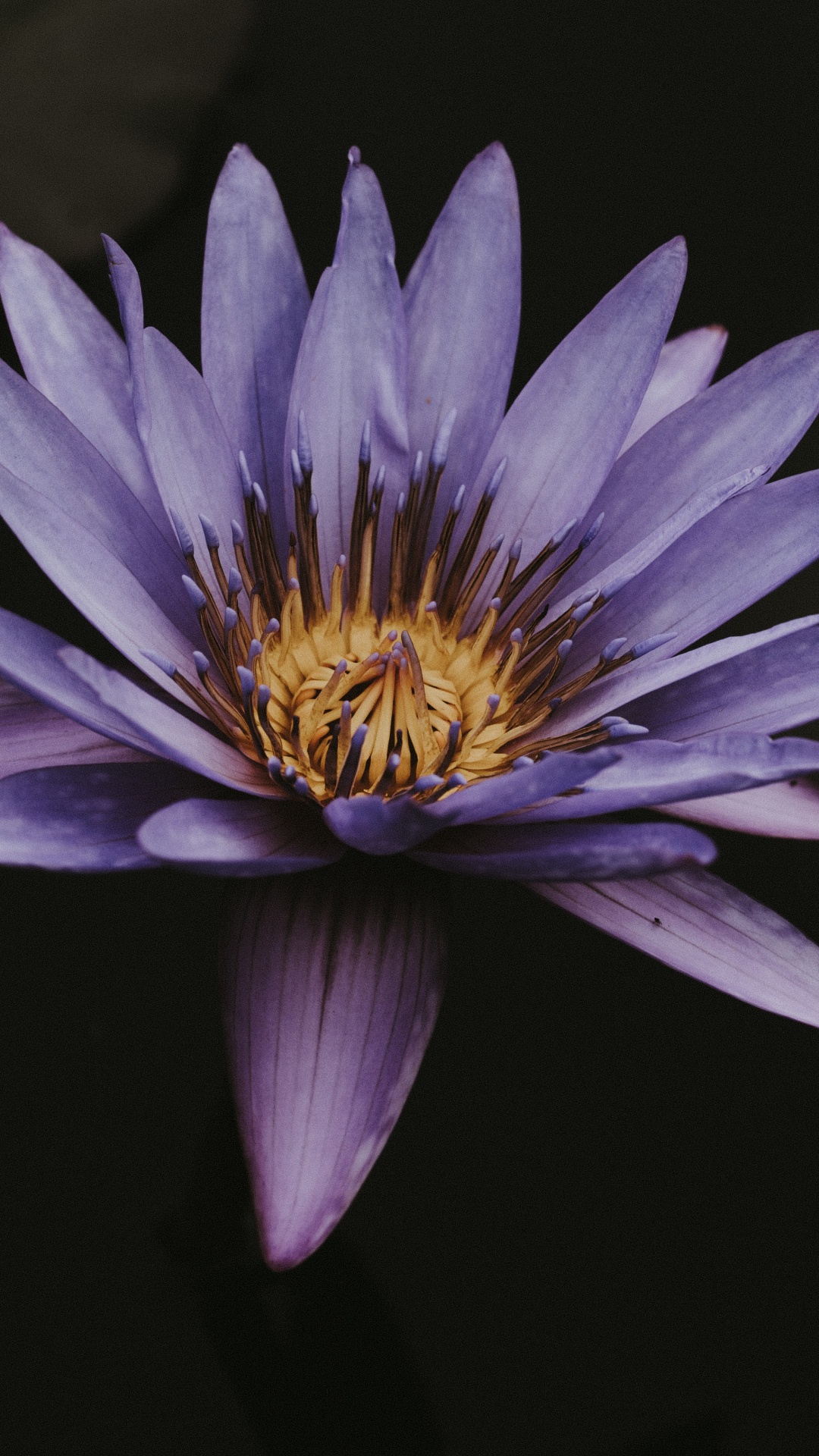 Обои лепесток, сочетание клавиш, розовый, Фиолетовый, ярлык в разрешении 1080x1920