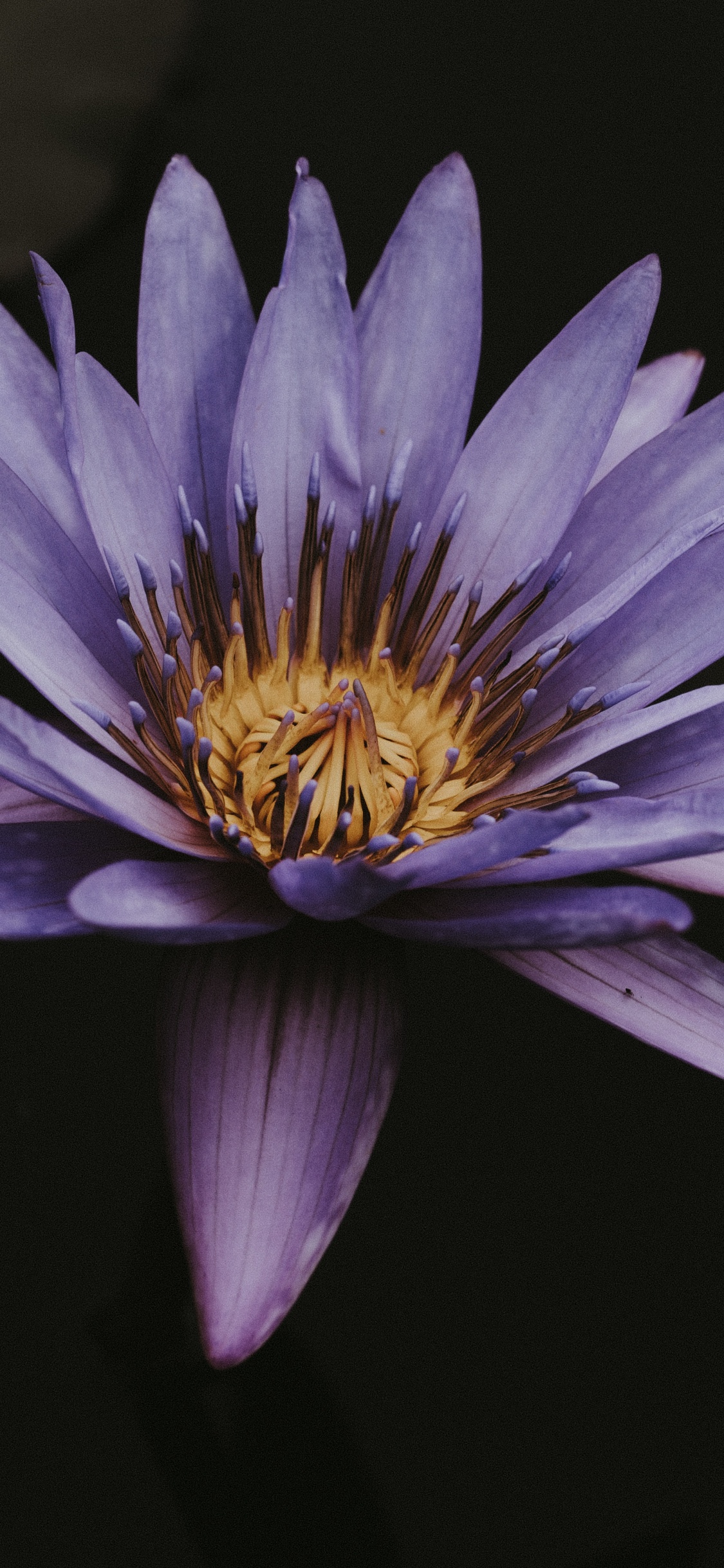 Обои лепесток, сочетание клавиш, розовый, Фиолетовый, ярлык в разрешении 1125x2436