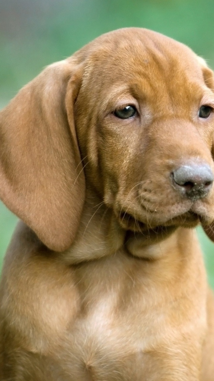 Обои выжла, щенок, собака породы, морда, собака компаньон в разрешении 720x1280