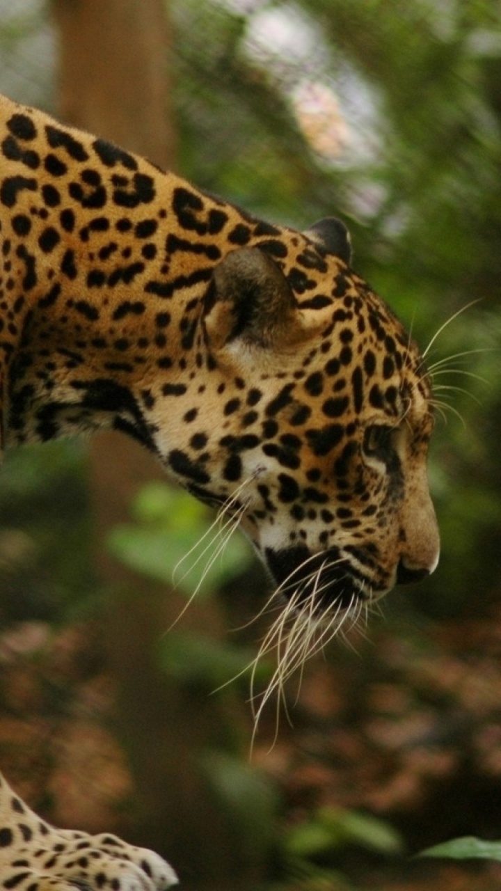 Обои Ягуар животное, Ягуар, кошачьих, Леопард, тигр в разрешении 720x1280