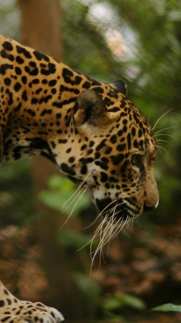 Обои Ягуар животное, Ягуар, кошачьих, Леопард, тигр в разрешении 750x1334