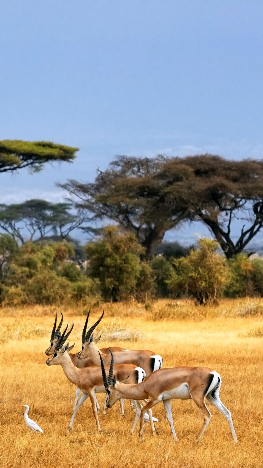 Обои Саванна, сафари, живая природа, Газель, природный заповедник в разрешении 1080x1920