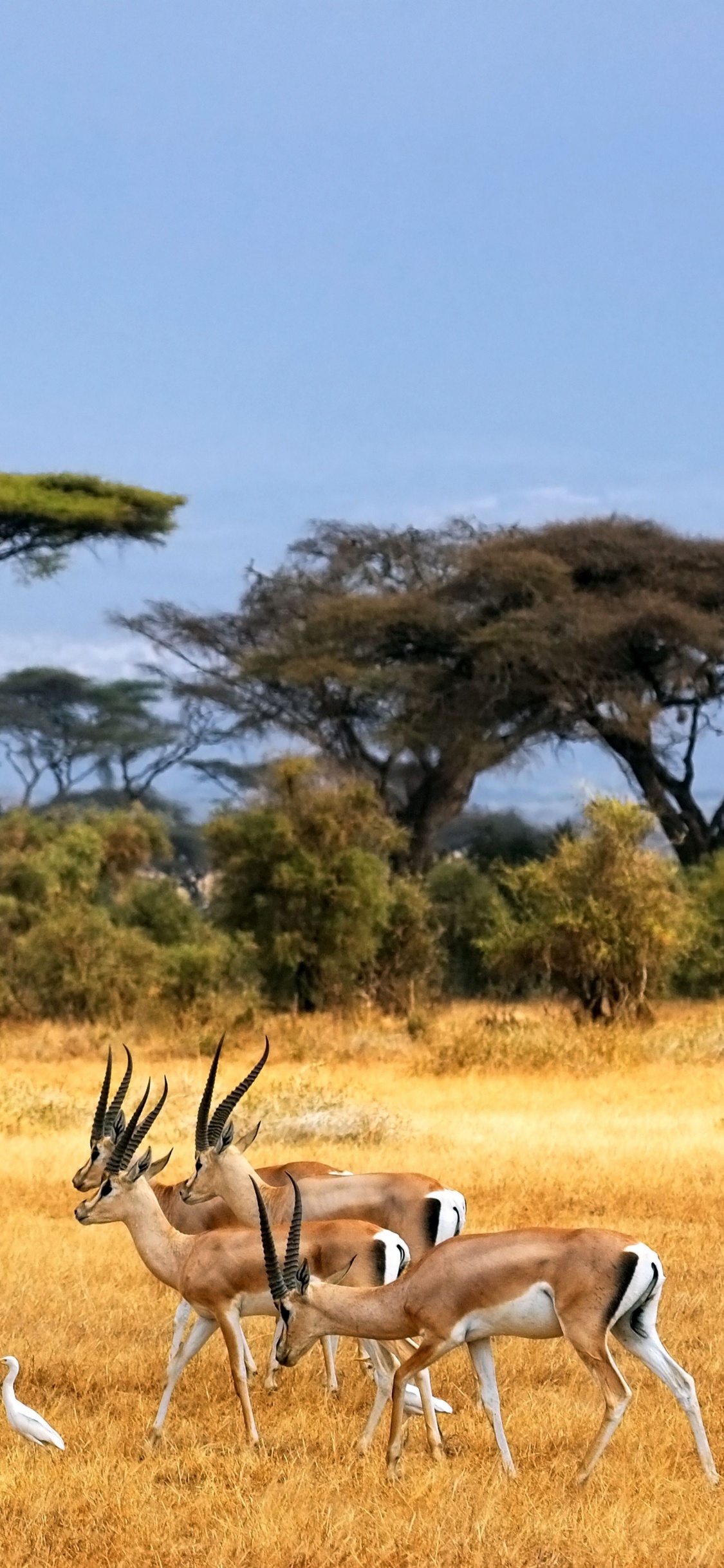 Обои Саванна, сафари, живая природа, Газель, природный заповедник в разрешении 1125x2436