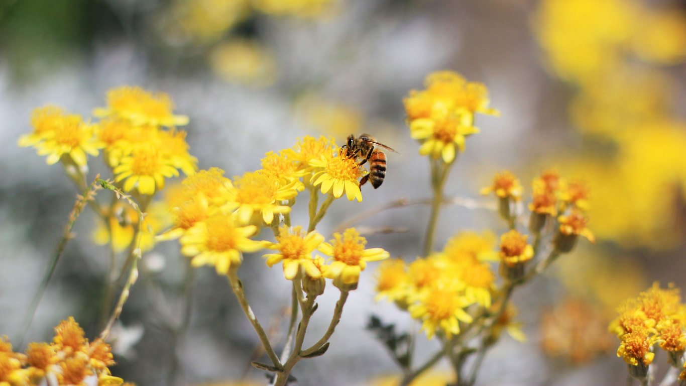 Обои опыление, цветок, растение, ботаники, природа в разрешении 1366x768