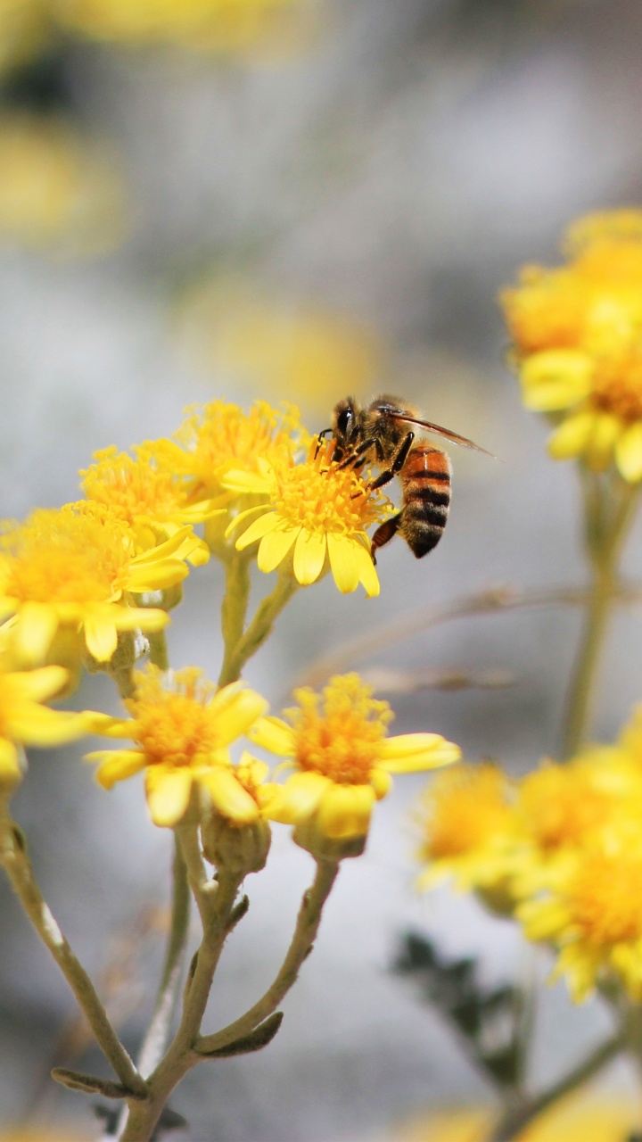 Обои опыление, цветок, растение, ботаники, природа в разрешении 720x1280