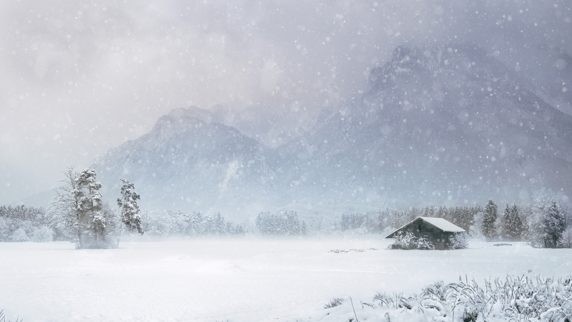 Обои снег, зимний шторм, зима, облако, растение в разрешении 1920x1080