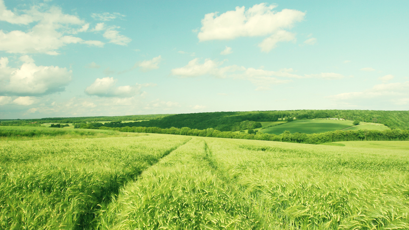 Обои сенокосное угодье, поле, выгон, луг, прерия в разрешении 1366x768