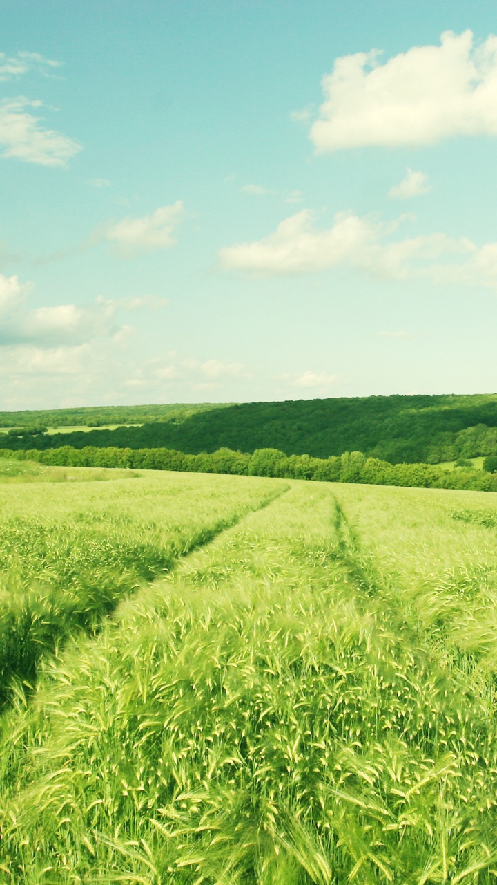 Обои сенокосное угодье, поле, выгон, луг, прерия в разрешении 720x1280