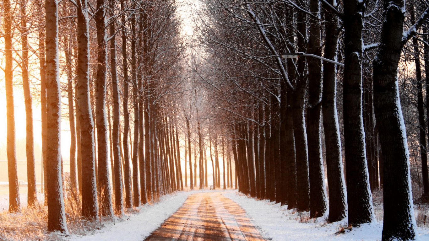 Обои дерево, снег, зима, природа, солнечный свет в разрешении 1366x768