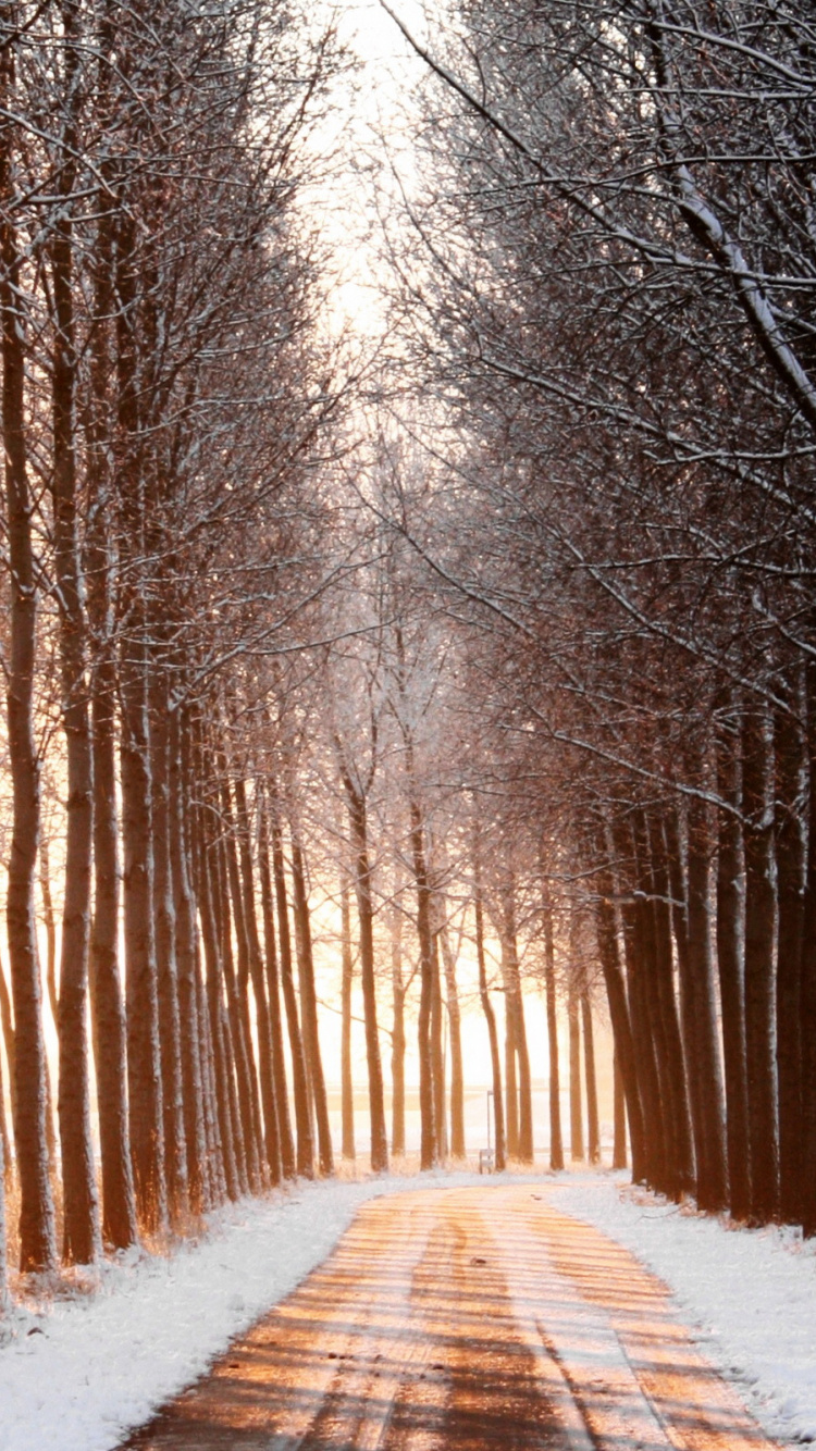 Обои дерево, снег, зима, природа, солнечный свет в разрешении 750x1334