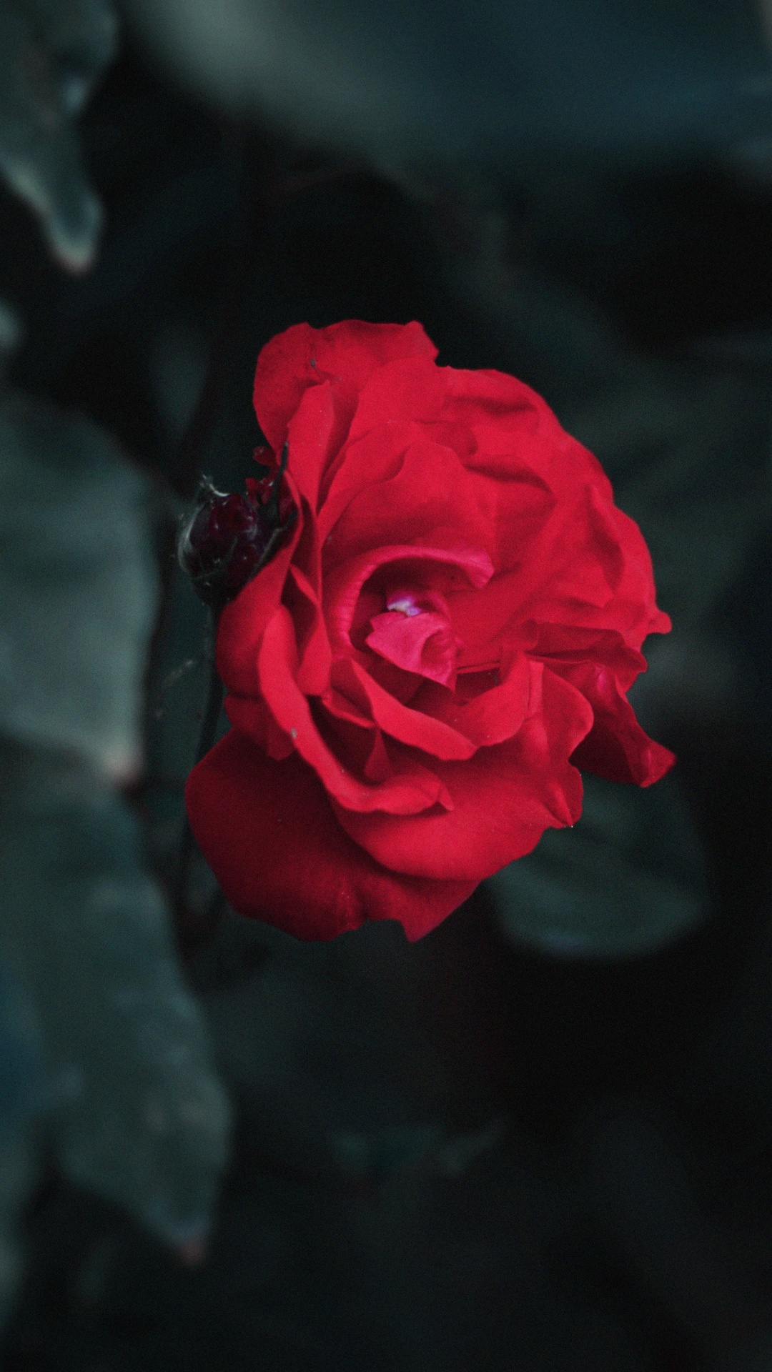 Обои сад, сад роз, красный цвет, синий, цветок в разрешении 1080x1920