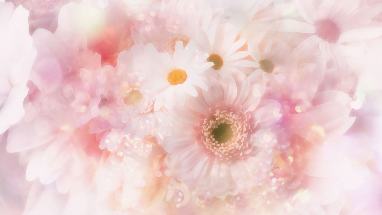 Обои цветок, общие Дейзи, розовый, лепесток, гербера в разрешении 1280x720