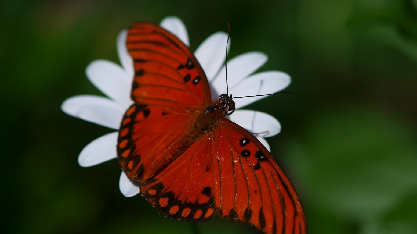 Обои насекомое, мотыльки и бабочки, бабочка, беспозвоночных, опылитель в разрешении 1366x768