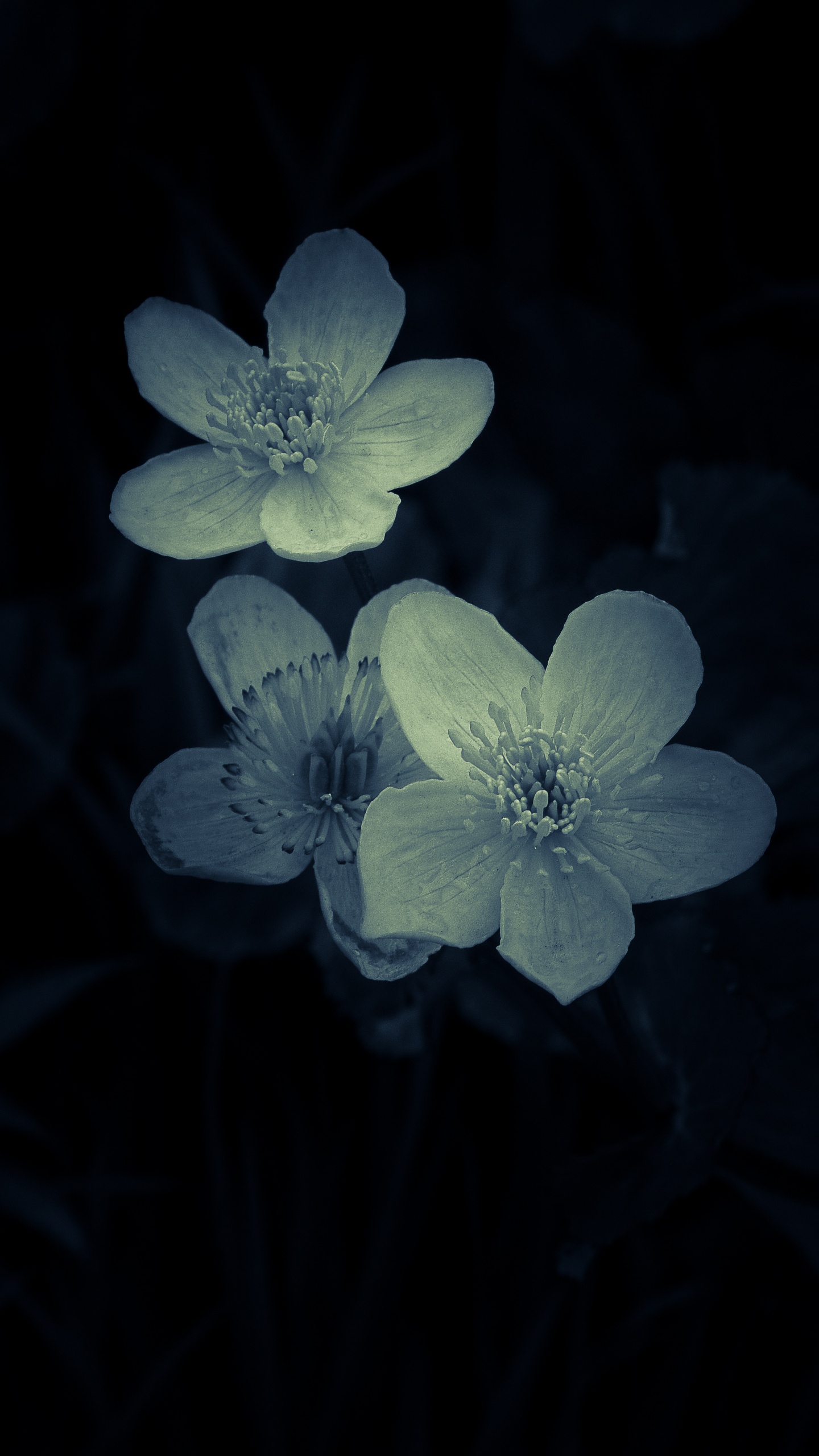 Обои цветок, лепесток, растение, лист, полевой цветок в разрешении 1440x2560