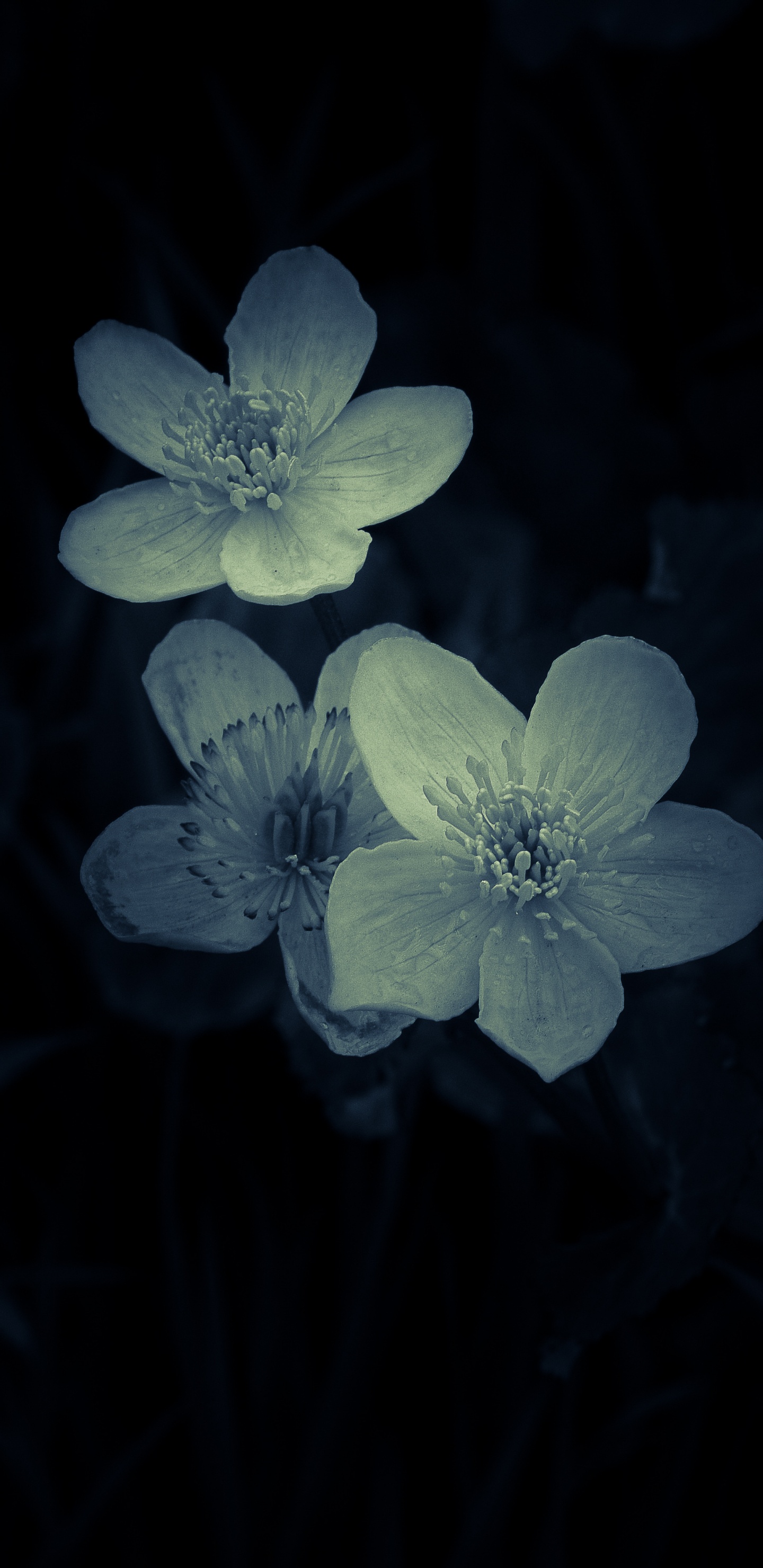 Обои цветок, лепесток, растение, лист, полевой цветок в разрешении 1440x2960