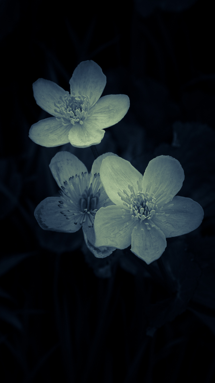 Обои цветок, лепесток, растение, лист, полевой цветок в разрешении 750x1334