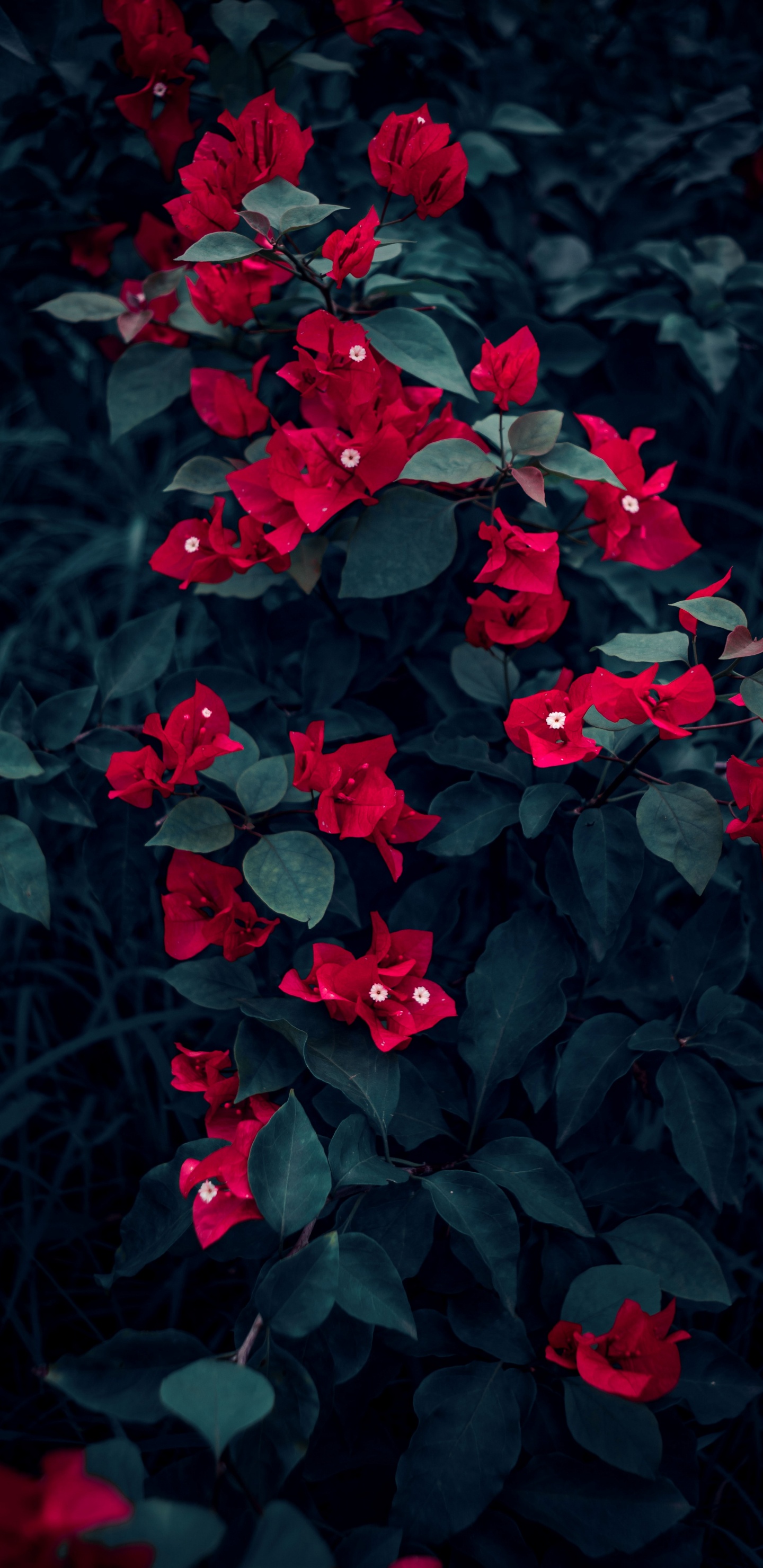 Обои цветок, растение, лепесток, лист, наземное растение в разрешении 1440x2960