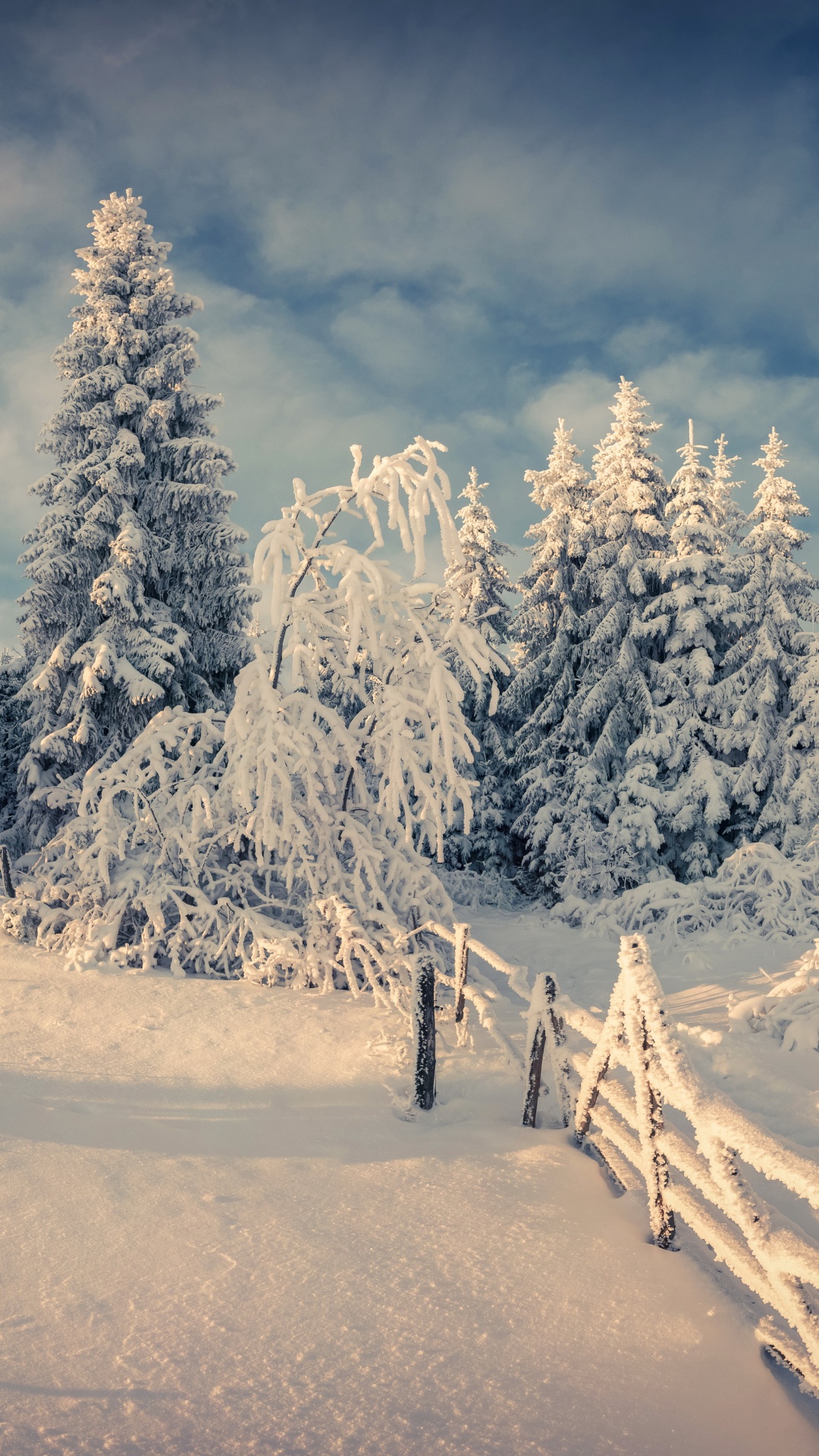 Обои снег, зима, дерево, природа, замораживание в разрешении 1080x1920