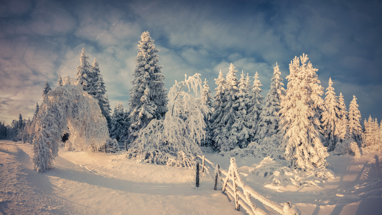 Обои снег, зима, дерево, природа, замораживание в разрешении 1280x720