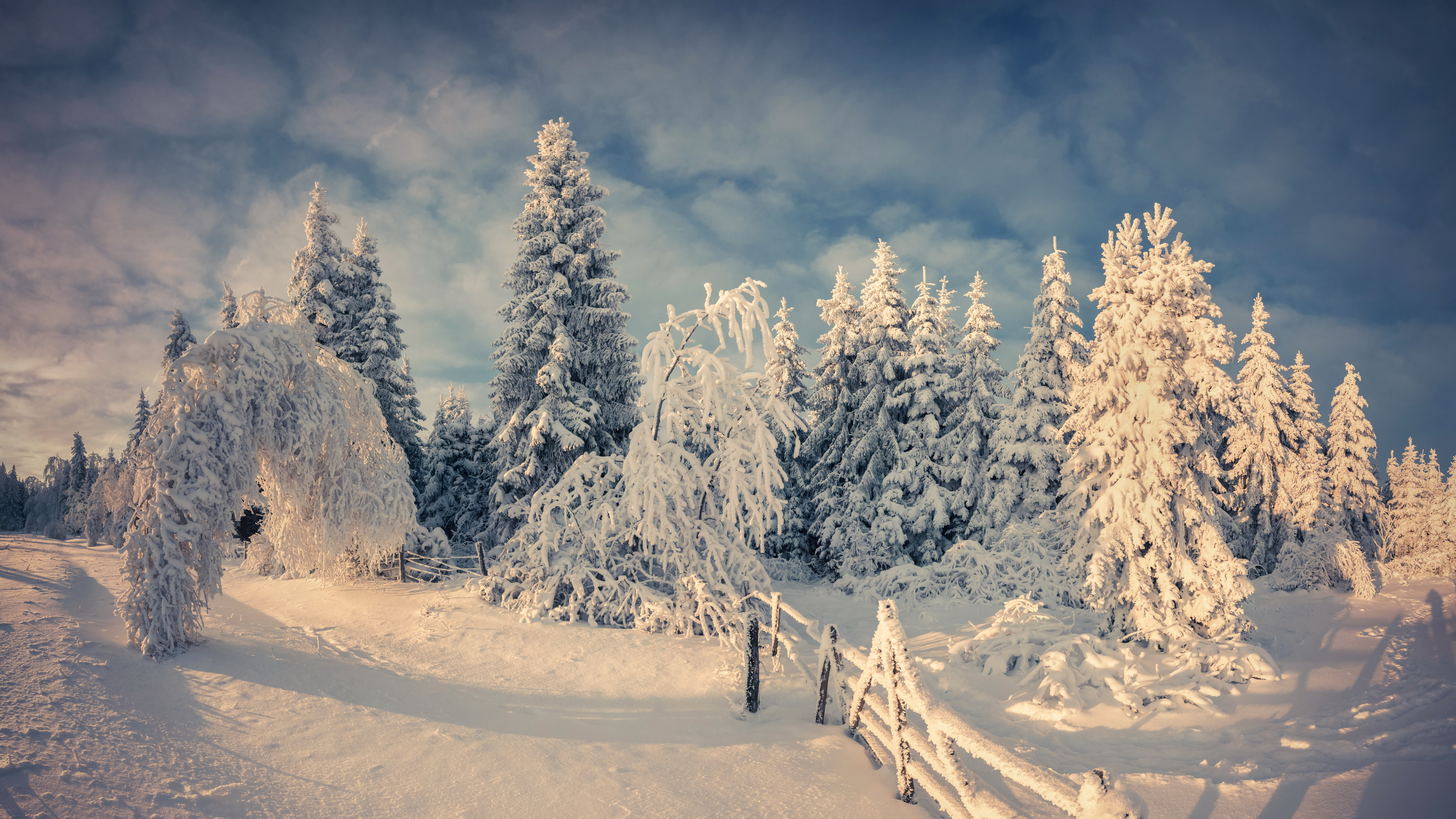 Обои снег, зима, дерево, природа, замораживание в разрешении 3840x2160
