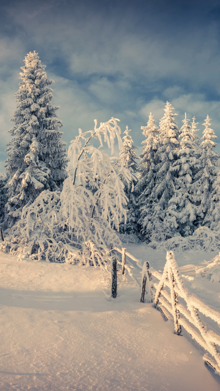 Обои снег, зима, дерево, природа, замораживание в разрешении 750x1334