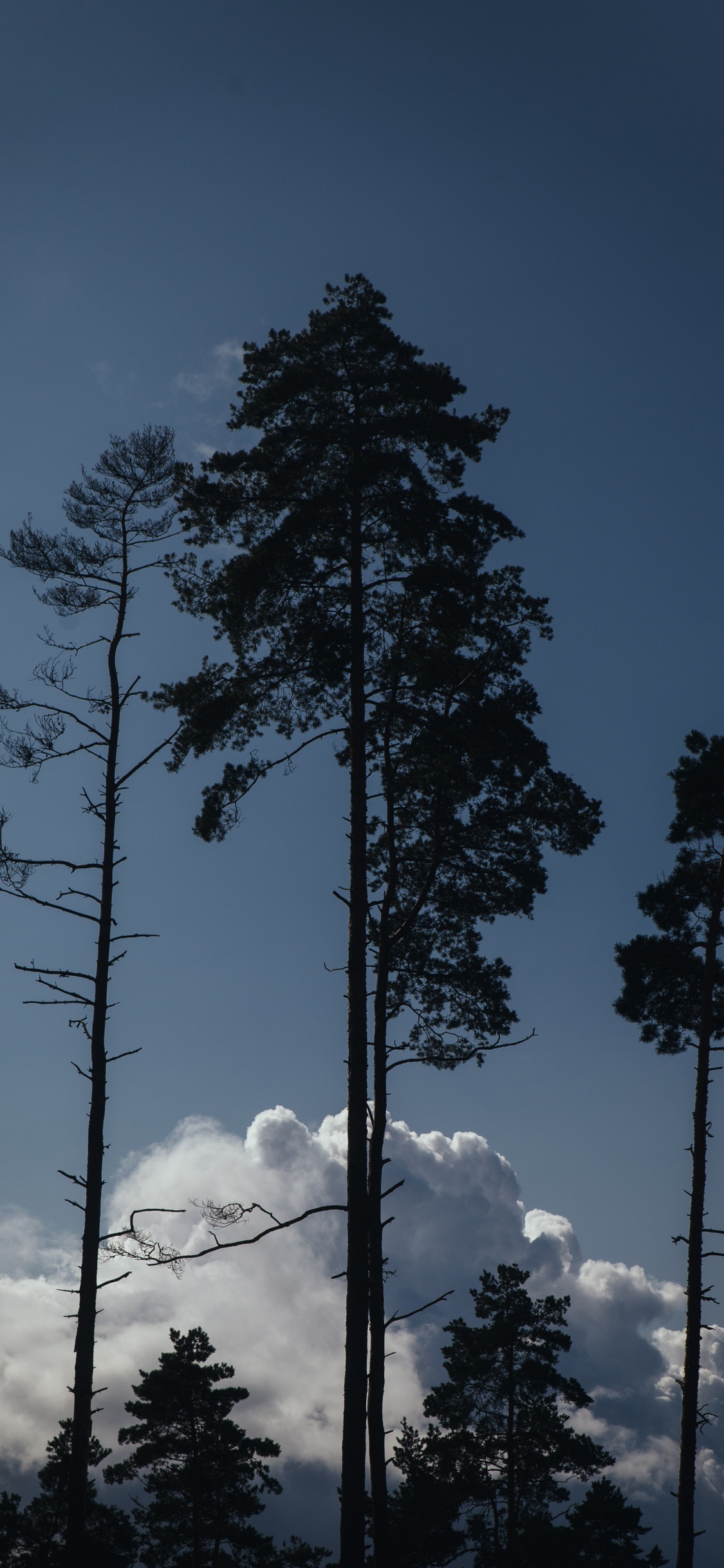 Обои облако, сосна, дерево, древесные растения, биом в разрешении 1125x2436