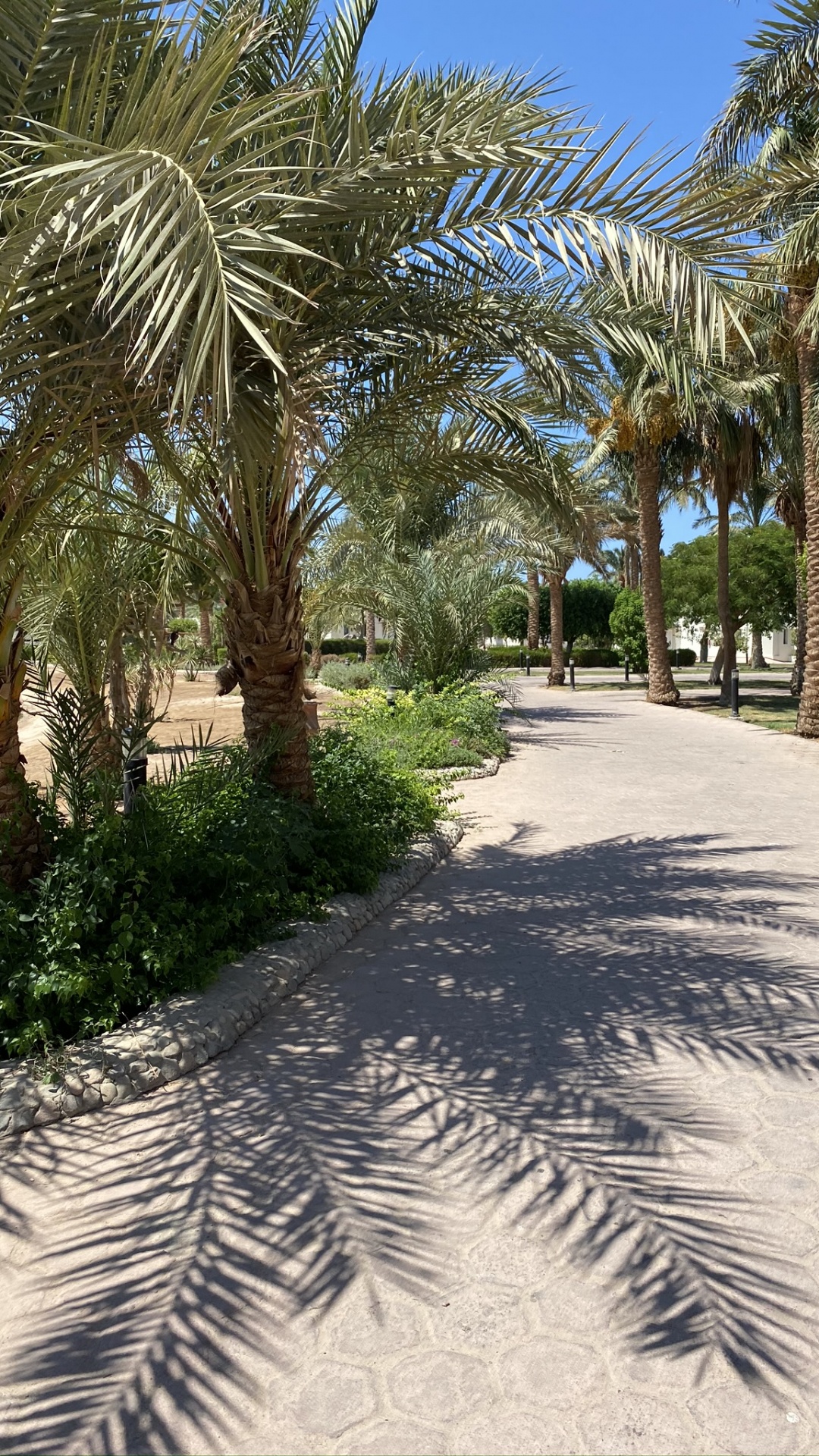 Обои пальмовые рощи, финиковая пальма, недвижимость, биология, древесные растения в разрешении 1080x1920