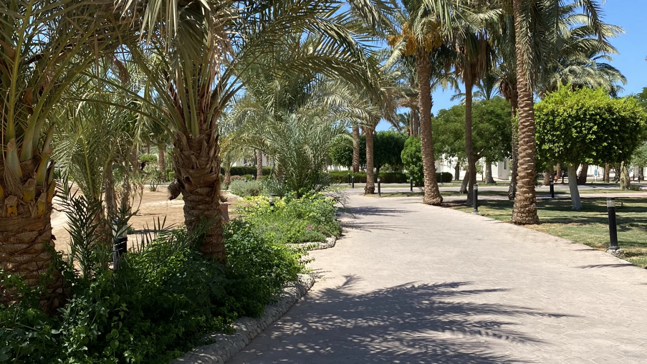 Обои пальмовые рощи, финиковая пальма, недвижимость, биология, древесные растения в разрешении 1280x720