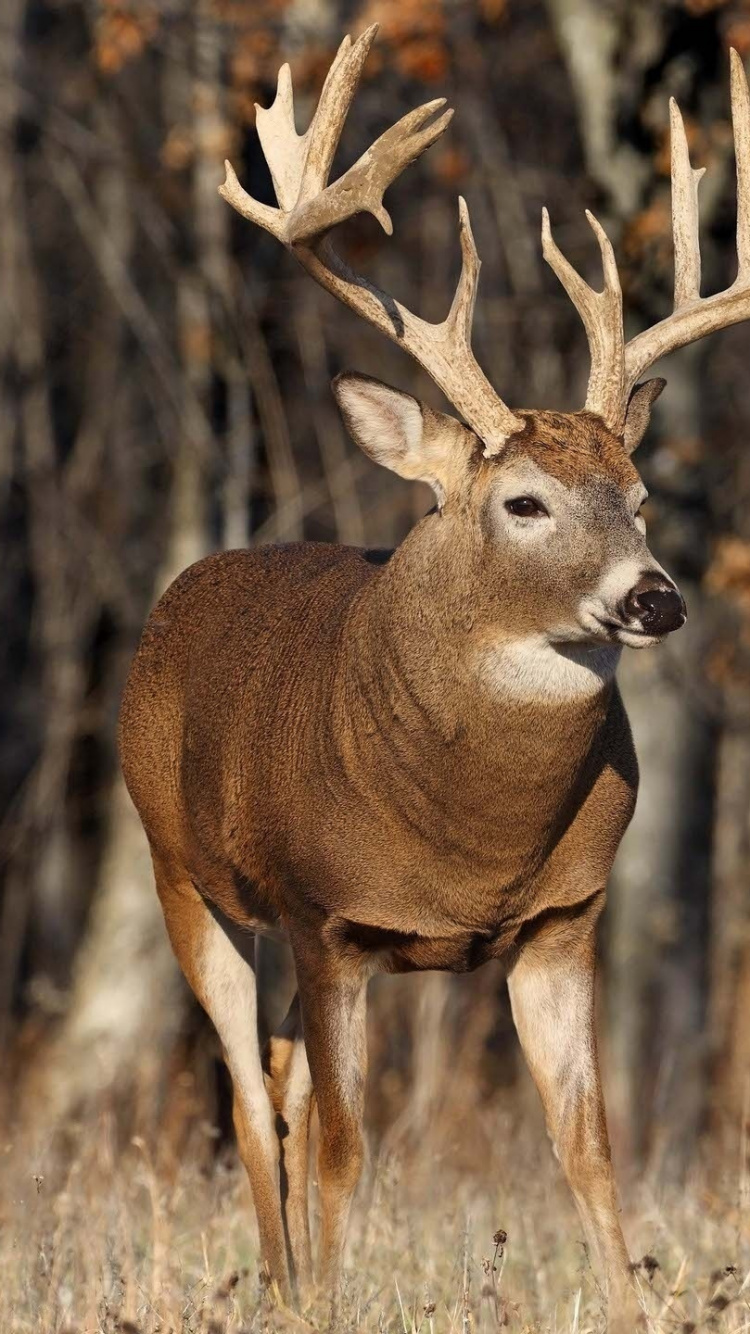 Обои олень, живая природа, олений рог, наземные животные, охота на оленей в разрешении 750x1334