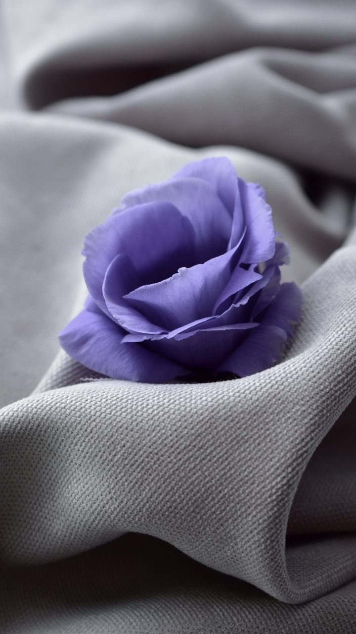 Обои цветок, Роза, цветы гладиолусы, растение, пурпур в разрешении 720x1280