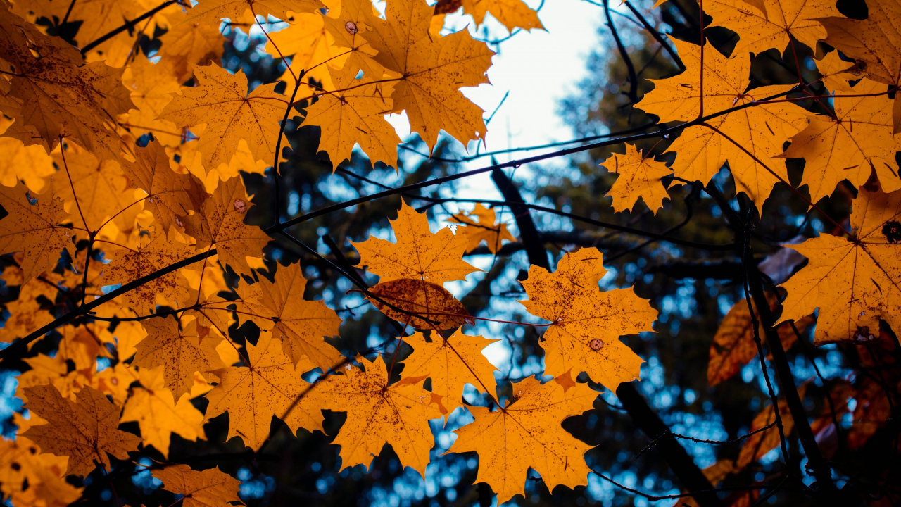 Обои осень, дерево, лист, природа, кленовый лист в разрешении 1280x720