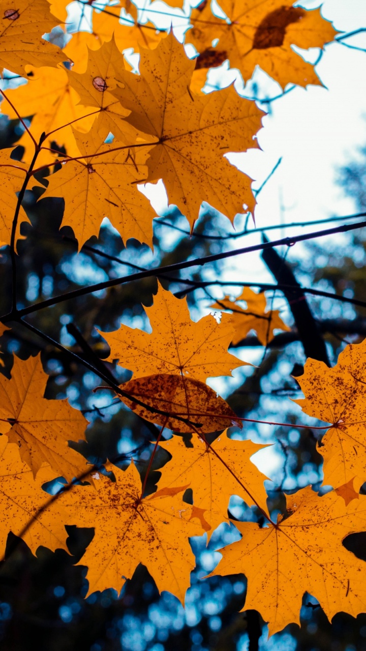 Обои осень, дерево, лист, природа, кленовый лист в разрешении 720x1280