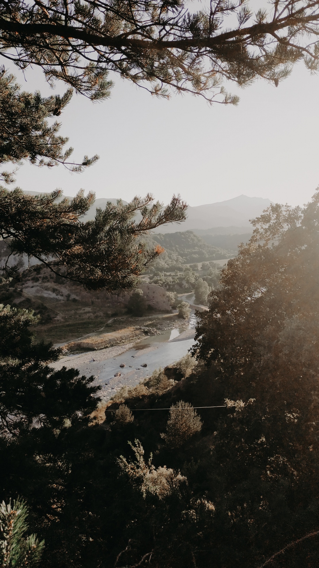 Обои дерево, утро, ветвь, вода, туман в разрешении 1080x1920