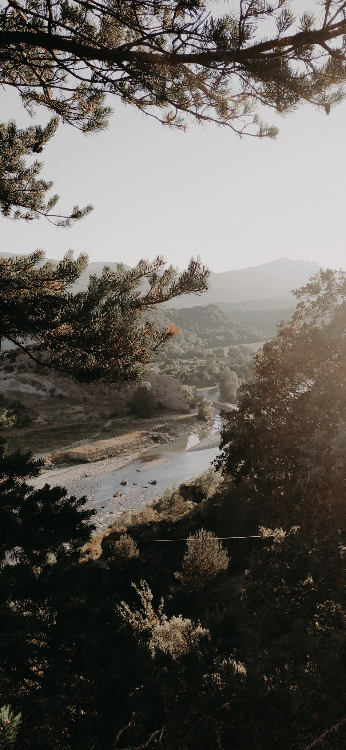 Обои дерево, утро, ветвь, вода, туман в разрешении 1125x2436