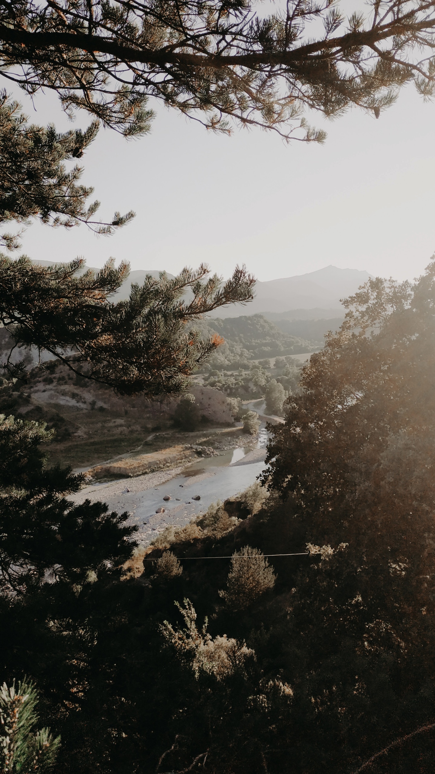 Обои дерево, утро, ветвь, вода, туман в разрешении 1440x2560