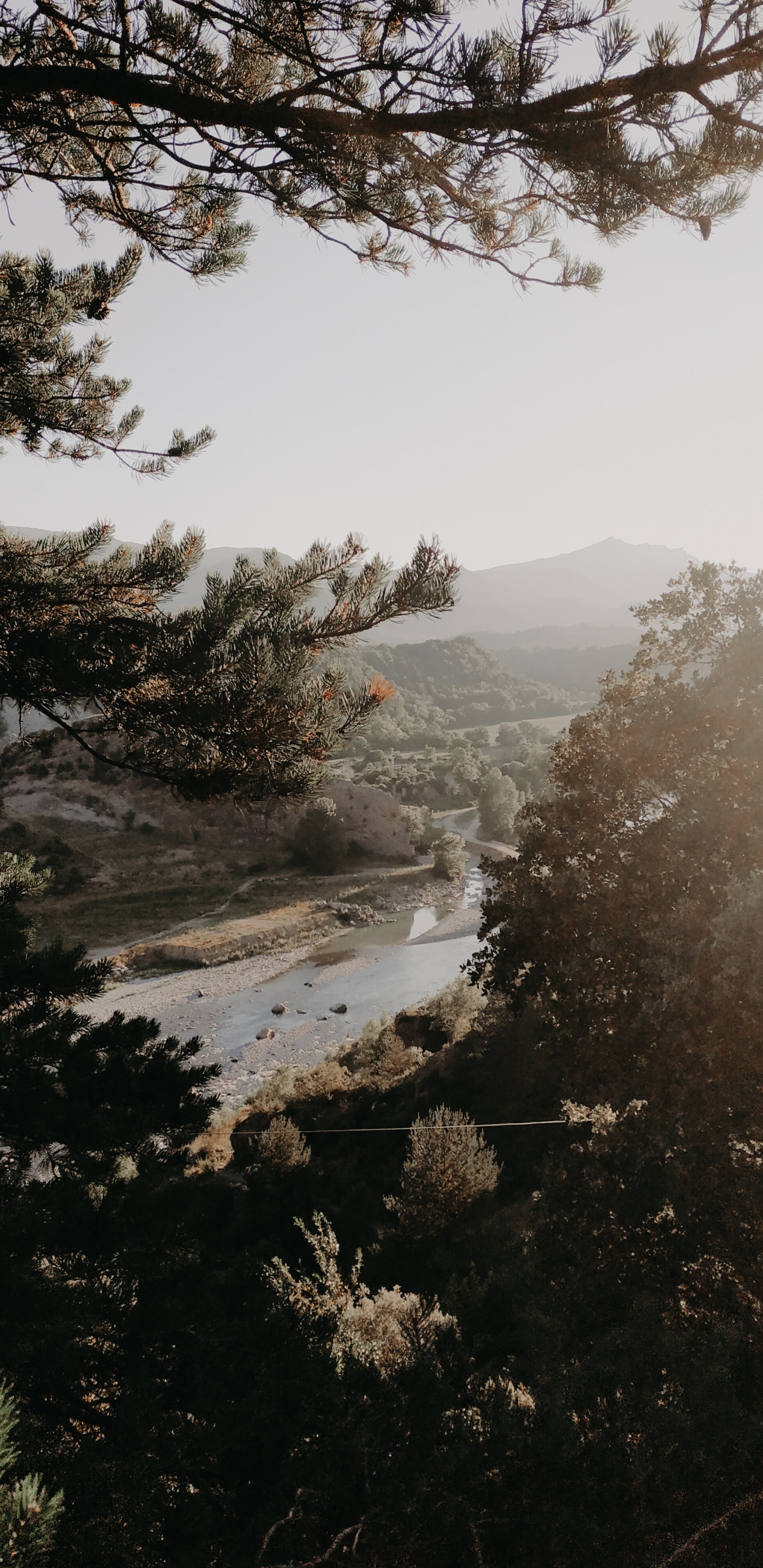 Обои дерево, утро, ветвь, вода, туман в разрешении 1440x2960