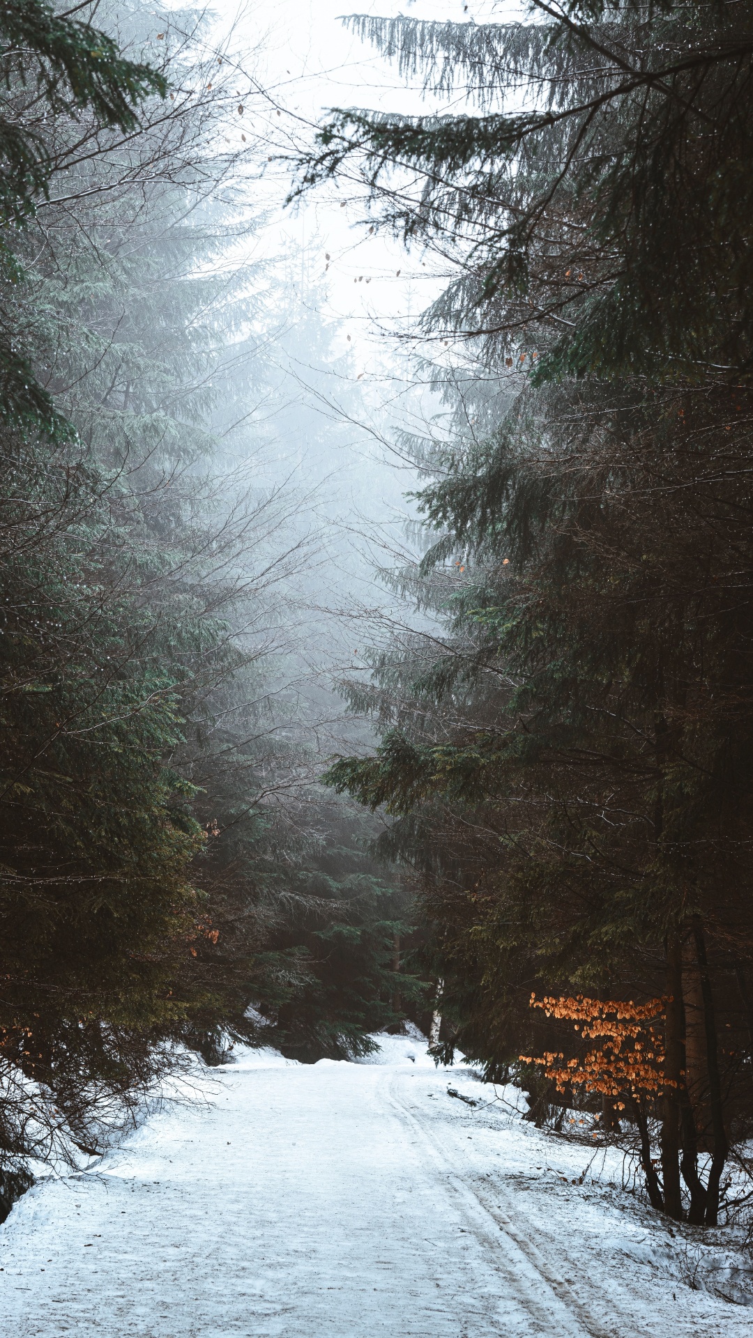 Обои снег, Радха, ветвь, облако, дерево в разрешении 1080x1920