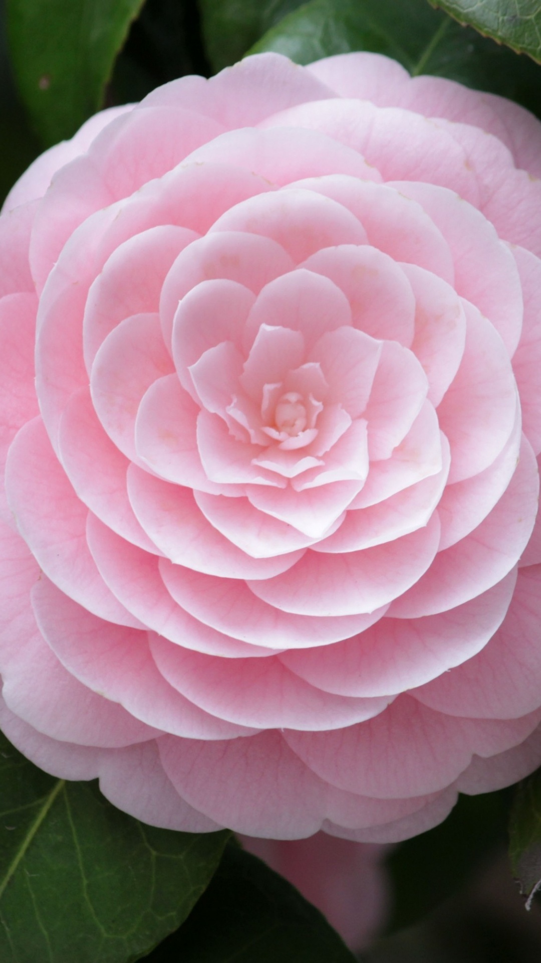 Обои японская Камелия, цветковое растение, камелия, розовый, лепесток в разрешении 1080x1920