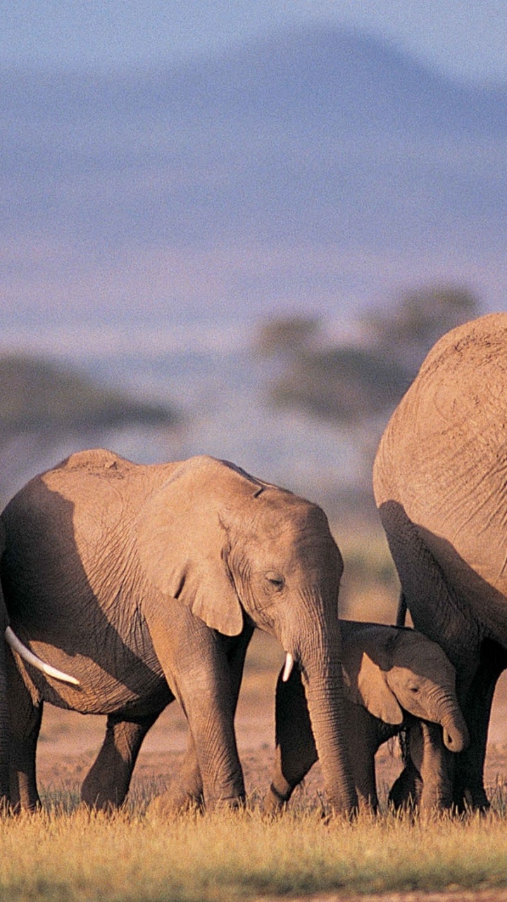 Обои Слон, наземные животные, живая природа, слоны и мамонты, индийский слон в разрешении 720x1280