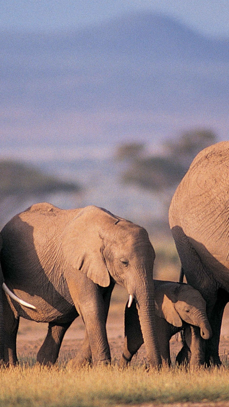 Обои Слон, наземные животные, живая природа, слоны и мамонты, индийский слон в разрешении 750x1334