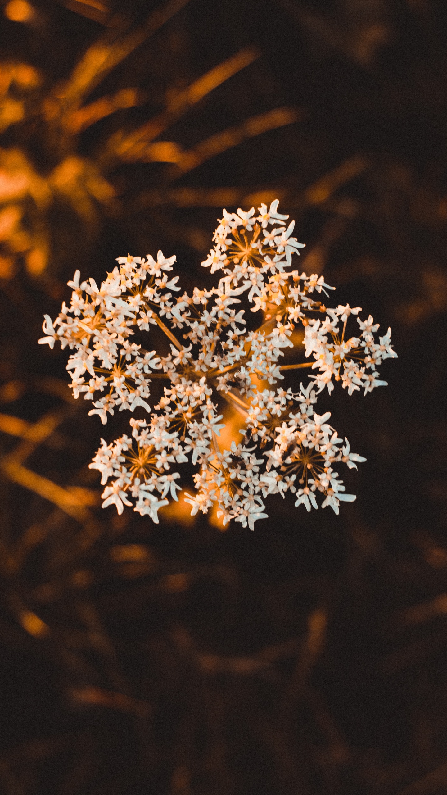 Обои цветок, растение, коричневый цвет, ботаники, весна в разрешении 1440x2560