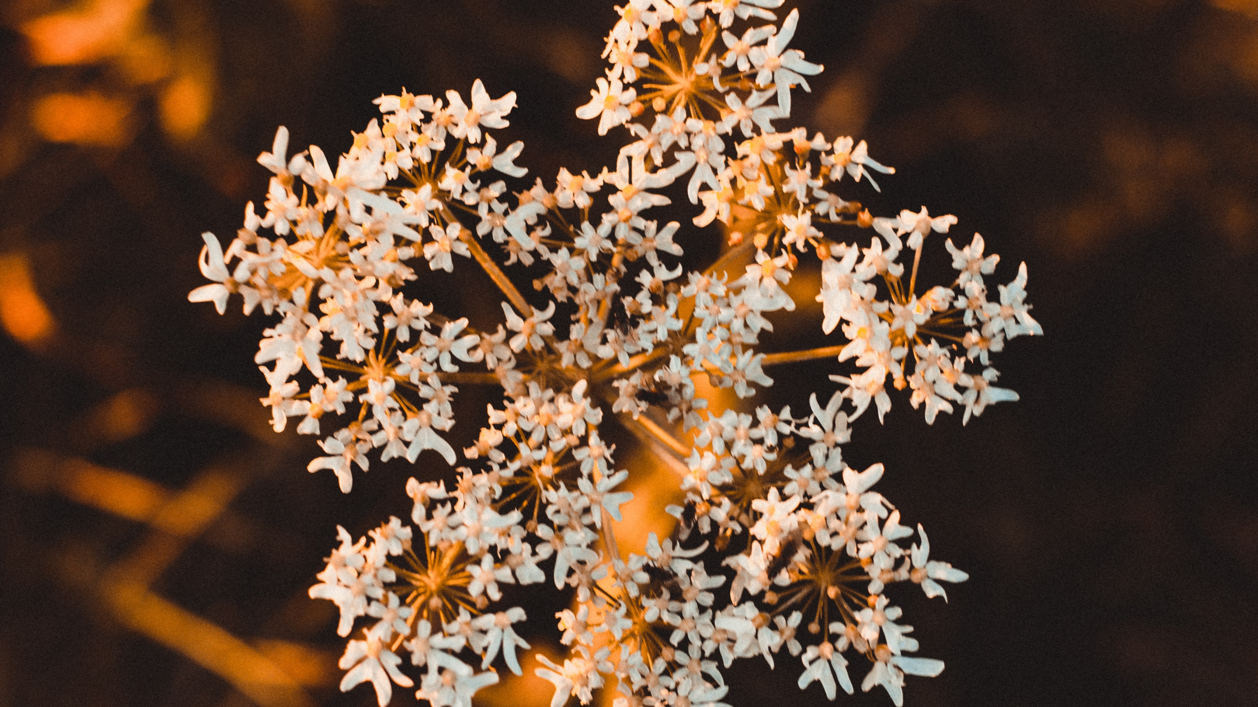 Обои цветок, растение, коричневый цвет, ботаники, весна в разрешении 2560x1440